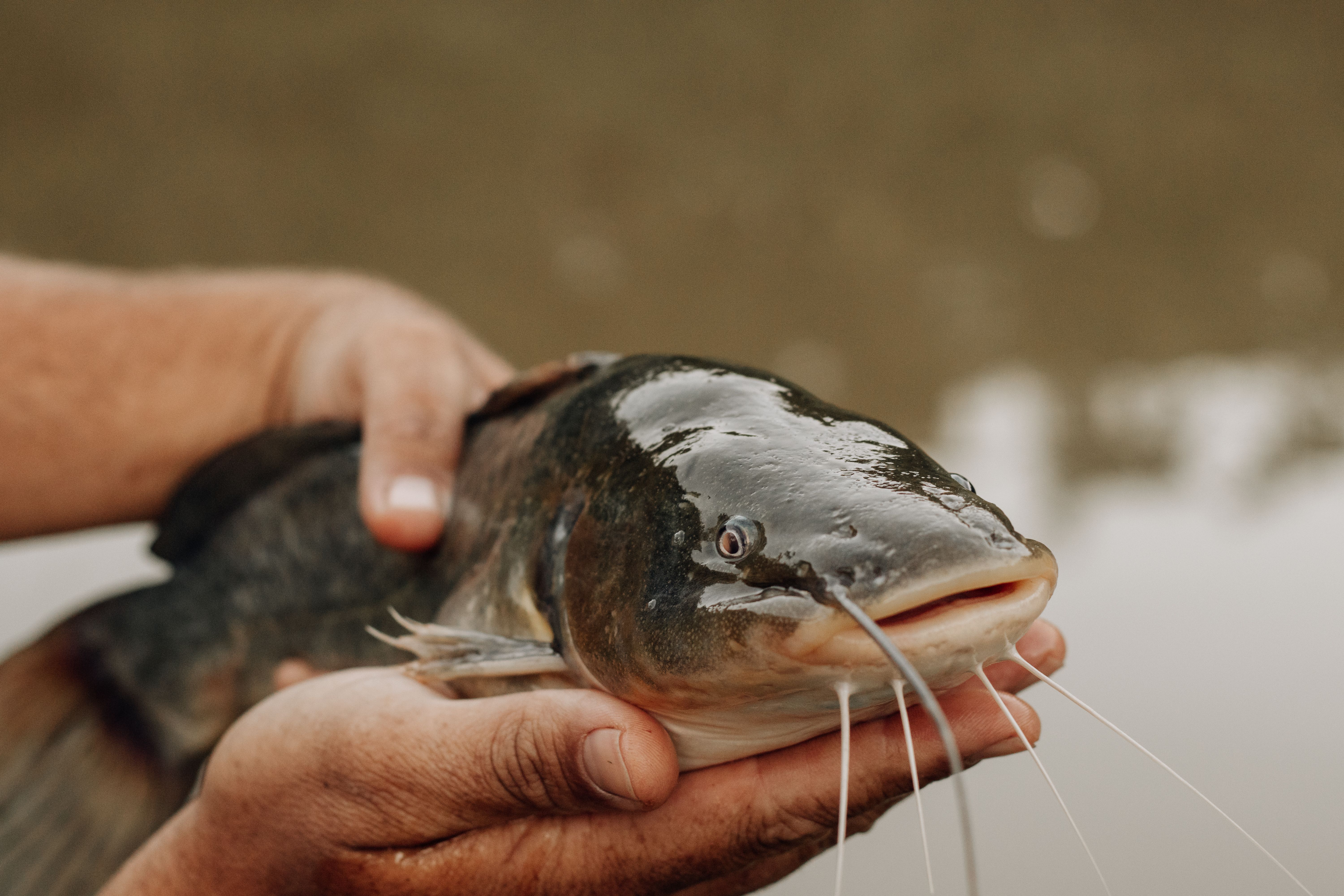 Smoked Catfish