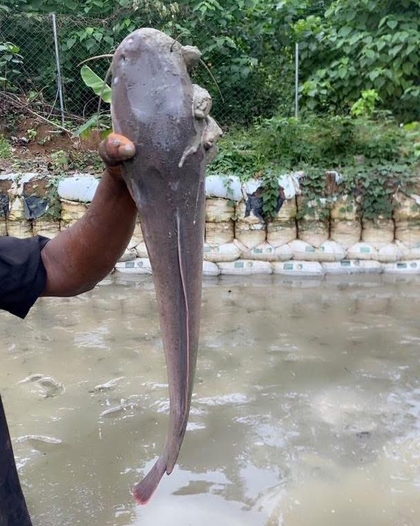 Hybrid Catfish