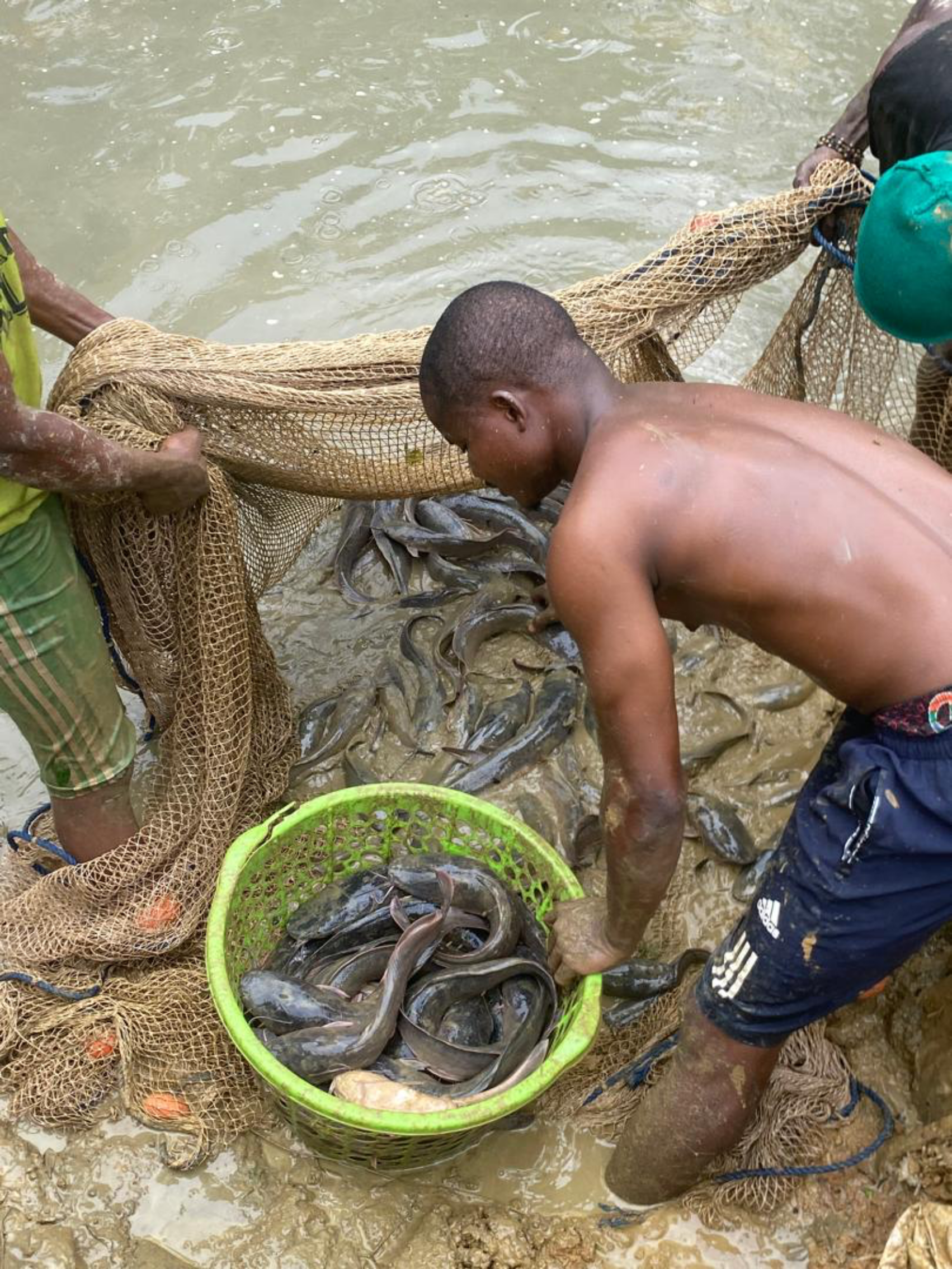 Harvesting catfish by net from an earthen pond at Udemba Farms, Oshiri