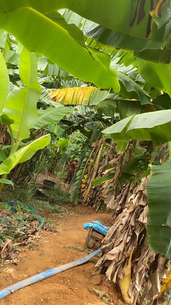 Plantain