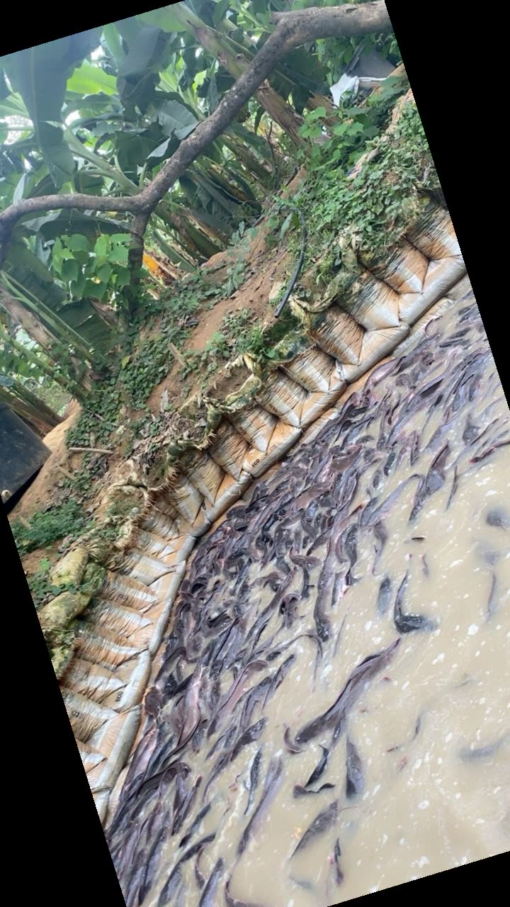 Catfish in a natural earthen pond fed by Ebonyi River water