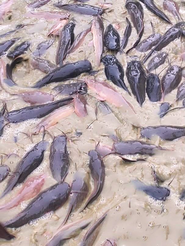 Catfish in natural muddy pond water, Ebonyi River-fed earthen pond
