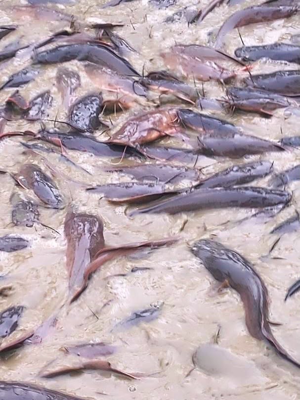 Clarias and hybrid catfish in an earthen pond at Udemba Farms