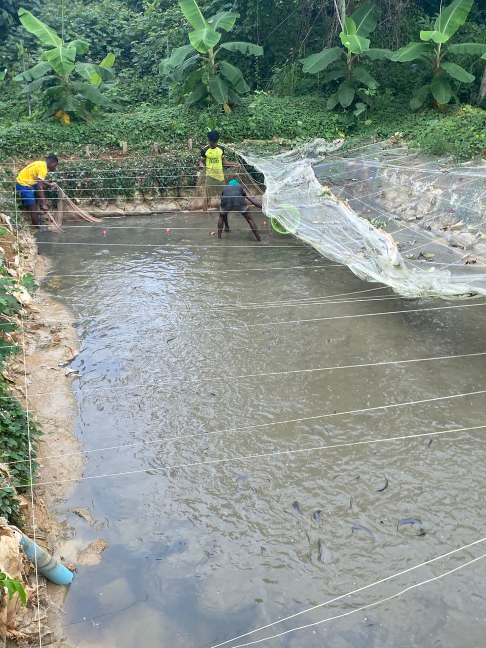 Udemba Farms team netting an earthen catfish pond, with plantain growing on the bank