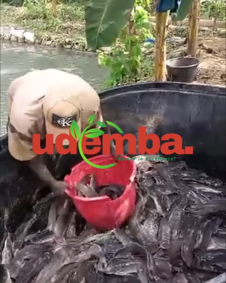 Fish and plantain from Udemba Farms