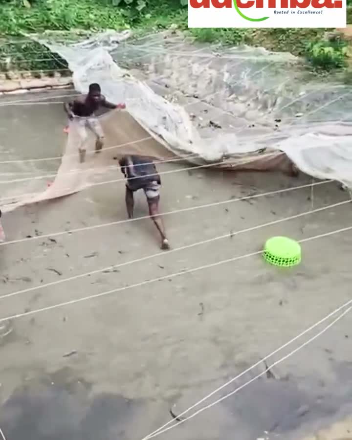 Udemba Farms team netting catfish