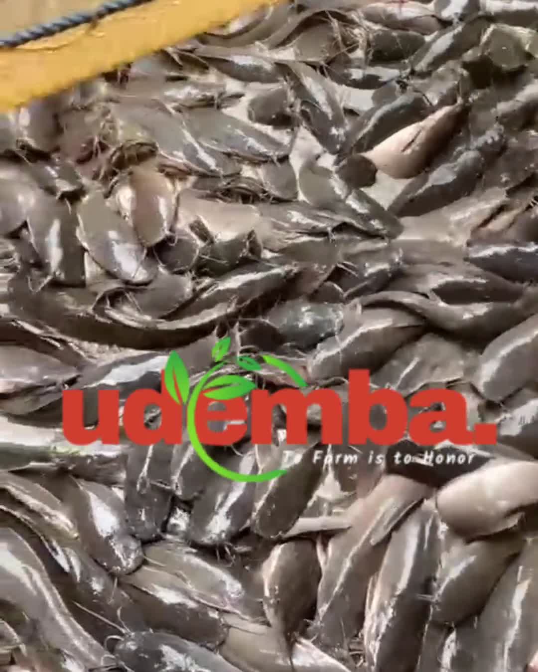 Catfish harvested by net at Udemba Farms, Oshiri