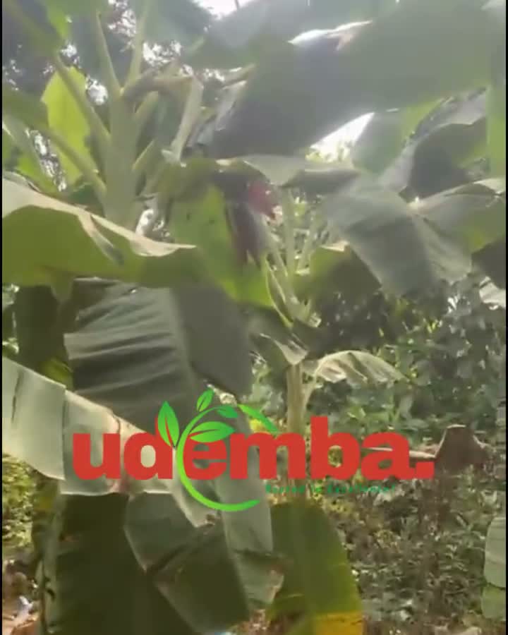 Plantain