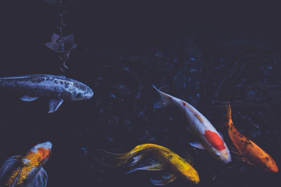 fish in a pond